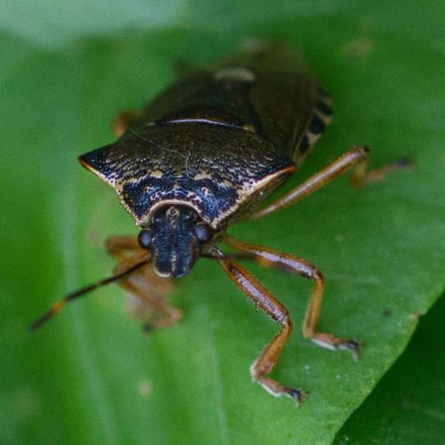 Réf. 209 395 : Pinthaeus sanguinipes